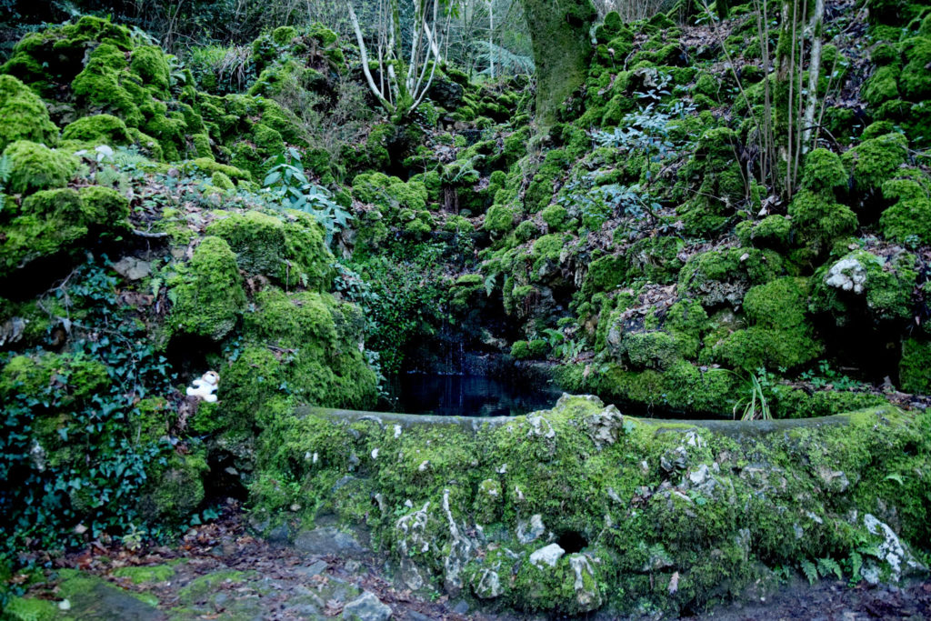 Forêt de Buçaco