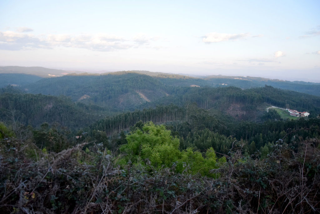 Forêt de Buçaco